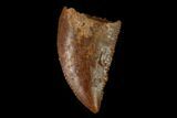 Serrated, Raptor Tooth - Real Dinosaur Tooth #158950-1